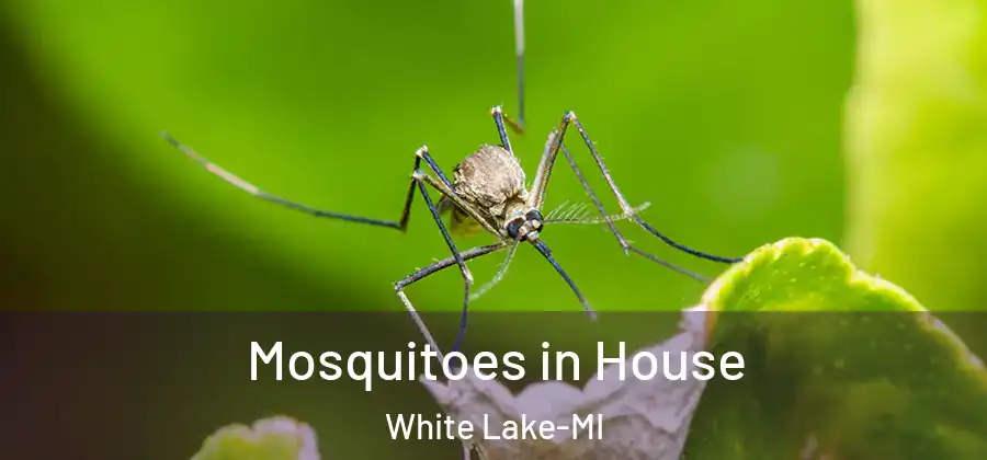 Mosquitoes in House White Lake-MI