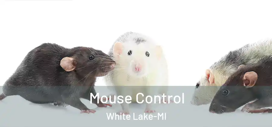 Mouse Control White Lake-MI