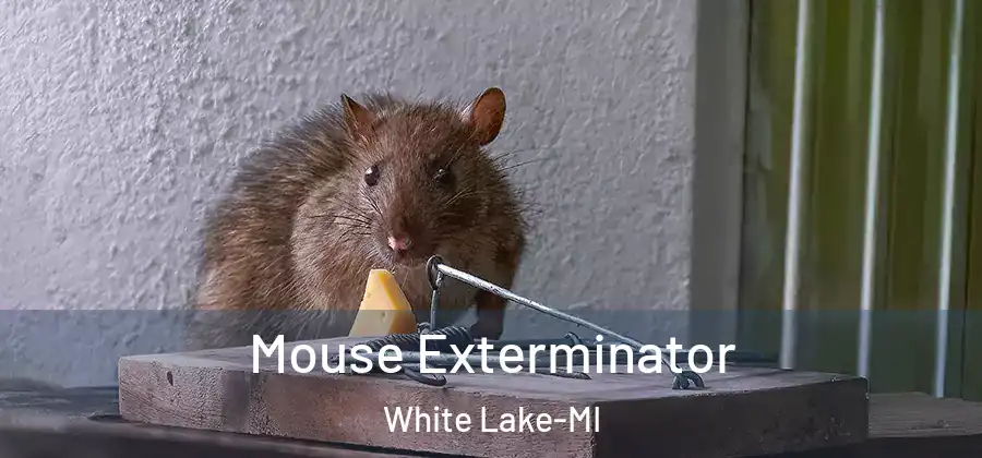 Mouse Exterminator White Lake-MI