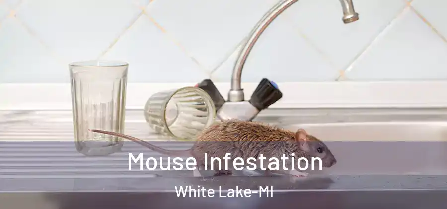 Mouse Infestation White Lake-MI
