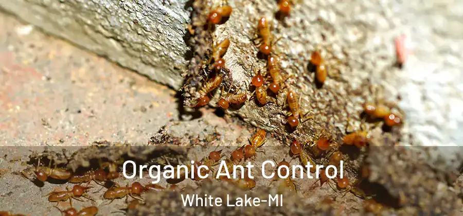 Organic Ant Control White Lake-MI