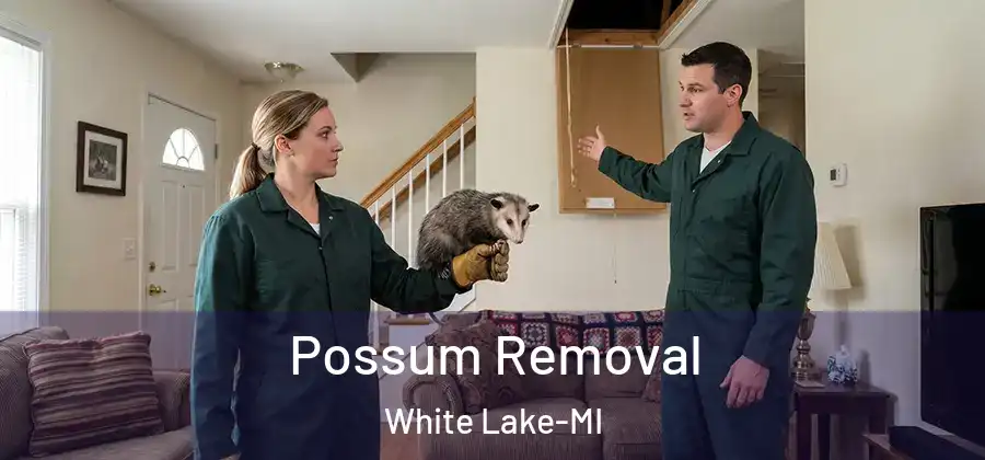 Possum Removal White Lake-MI
