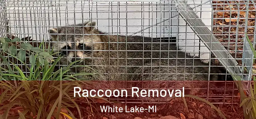  Raccoon Removal White Lake-MI
