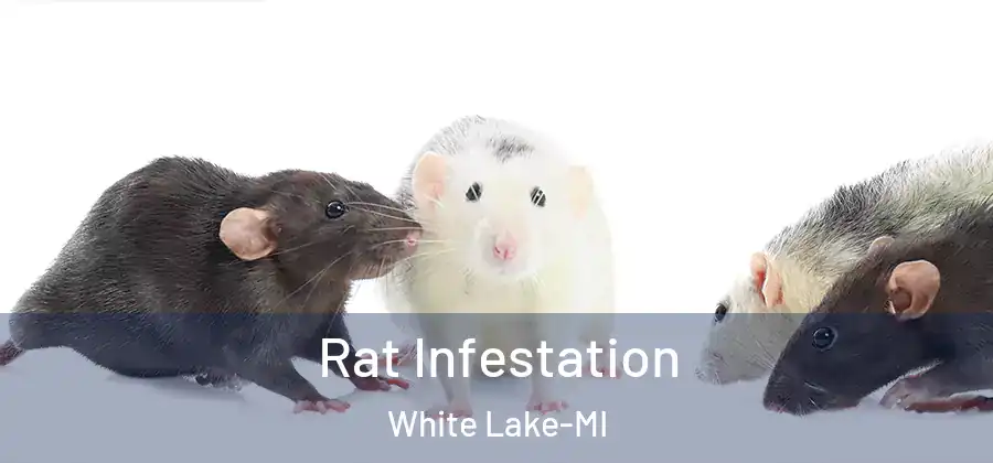  Rat Infestation White Lake-MI