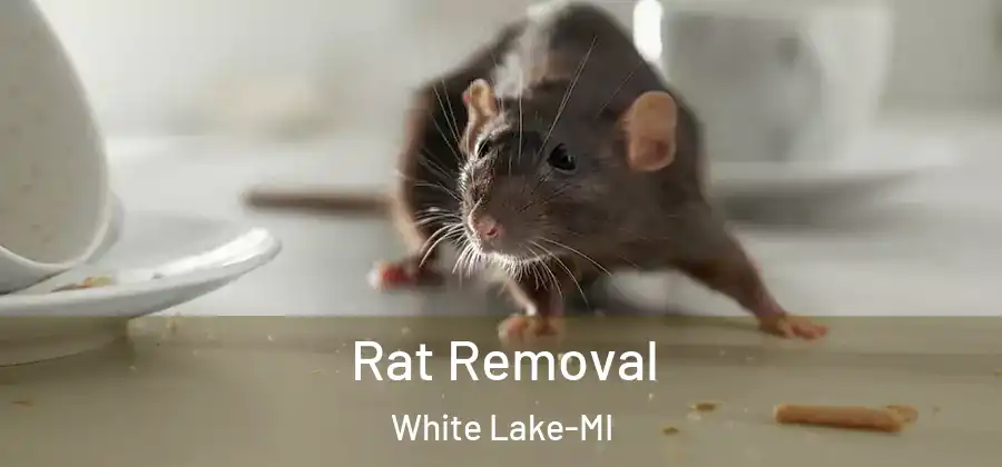  Rat Removal White Lake-MI