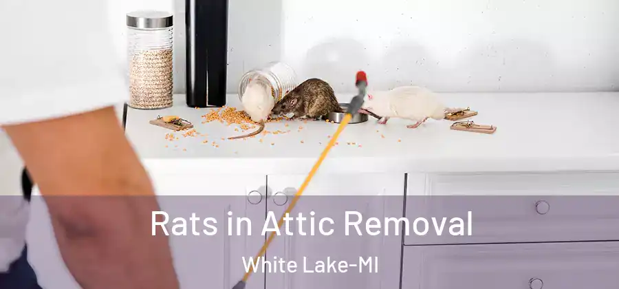 Rats in Attic Removal White Lake-MI