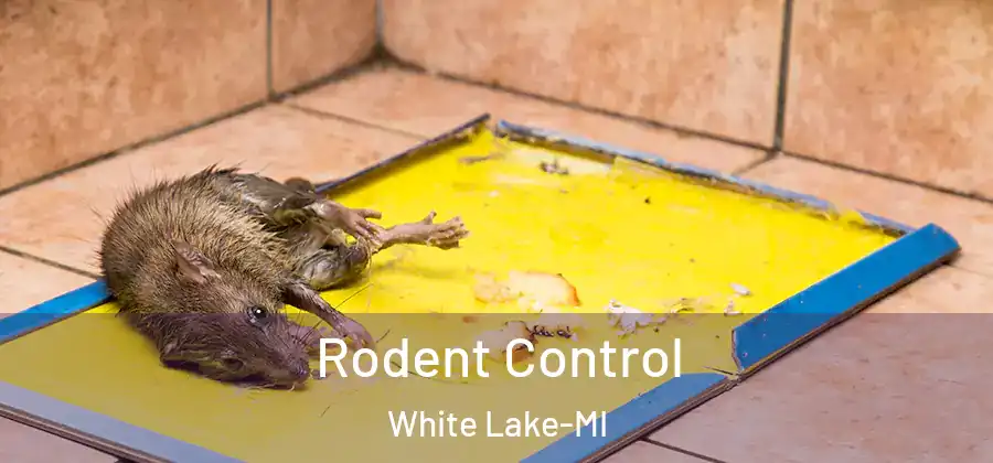 Rodent Control White Lake-MI