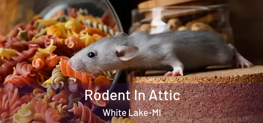 Rodent In Attic White Lake-MI