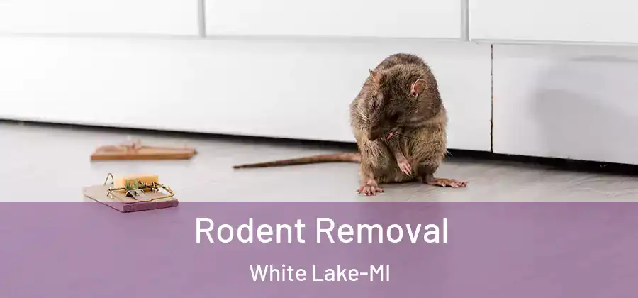 Rodent Removal White Lake-MI
