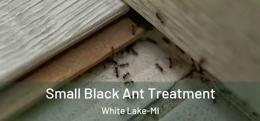  Small Black Ant Treatment White Lake-MI