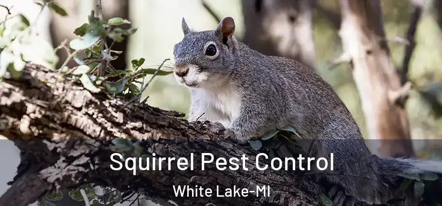 Squirrel Pest Control White Lake-MI