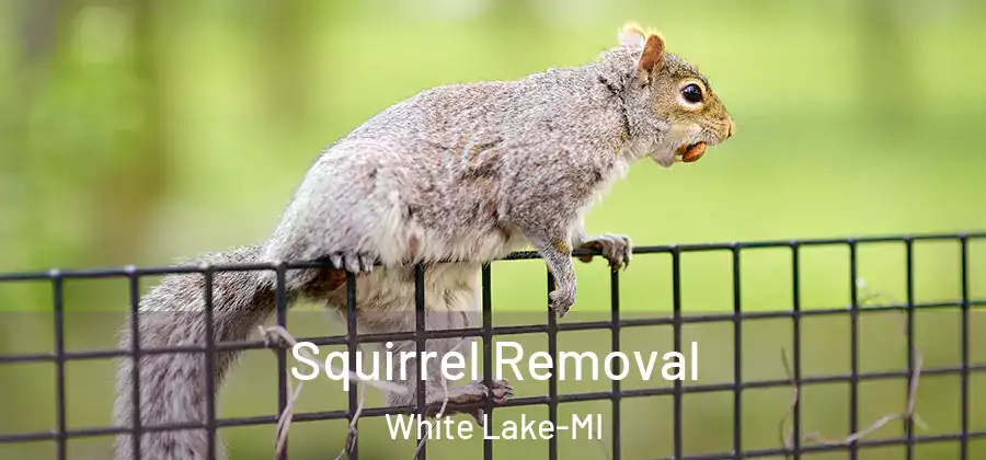 Squirrel Removal White Lake-MI