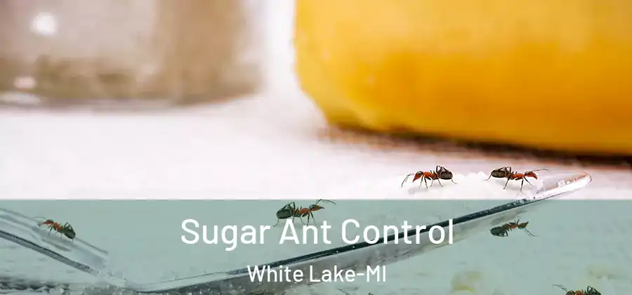  Sugar Ant Control White Lake-MI