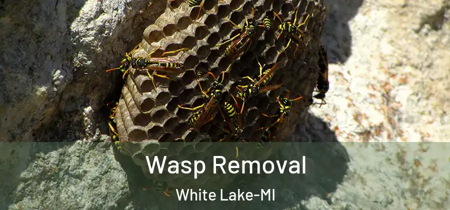 Wasp Removal White Lake-MI