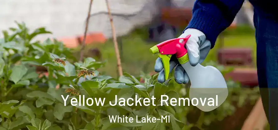  Yellow Jacket Removal White Lake-MI